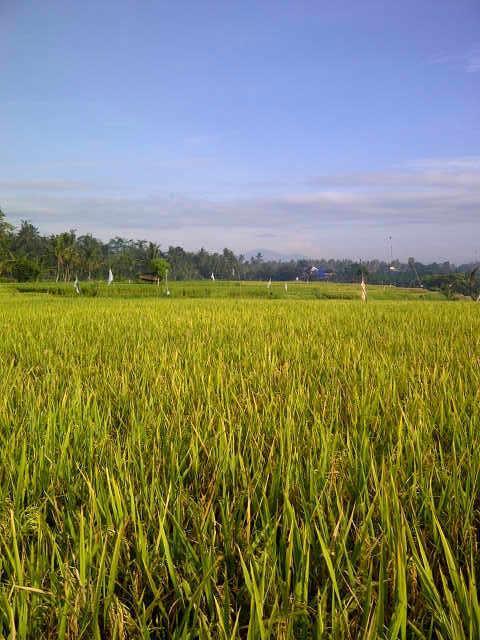 Villa Anandani Ubud  Luaran gambar